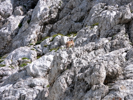 Kriški podi