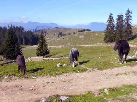 Menina planina